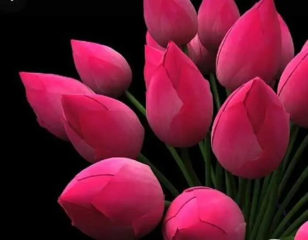 Welcome New Year 2080 With Good Luck Lotus Flower Seeds - 6 Seeds For Prosperity And Positive Energy (Plant Main Door)