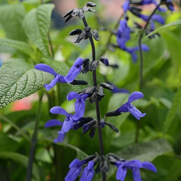 20+ seed Of Salvia 'Black & Blue' plants Flower Seeds, Top Rare Flower - Image 2