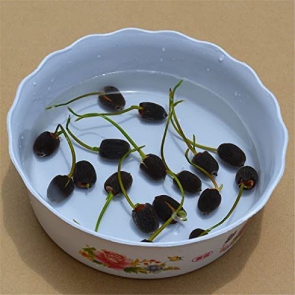 Lotus Seeds - Pink & Red Lotus Flower 5 Seeds - Image 3