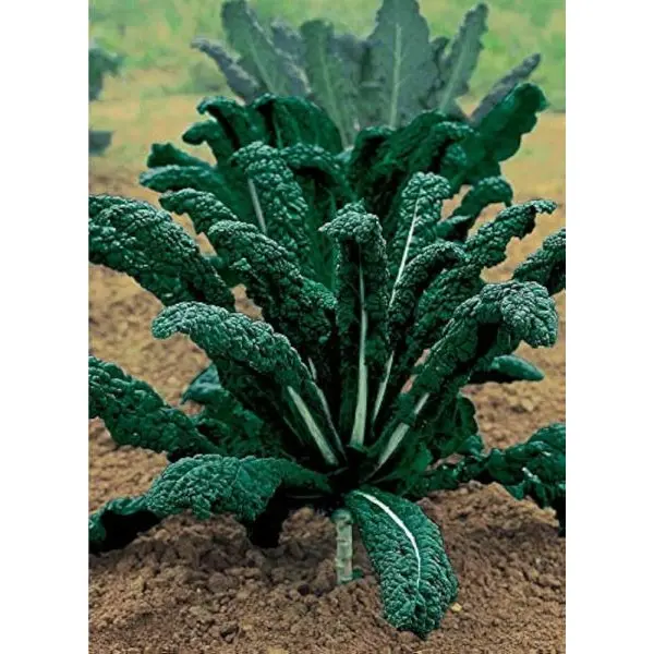 Vegetable Seed - 1 Packet KALE CAVOLO NERO Omaxe Seeds By Savyata Stores For Kitchen Garden - Image 2
