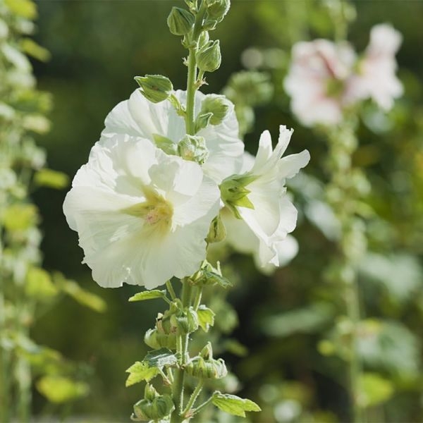 20 Loose Paxked Omaxe Hollyhock Mixed Flower Seeds Kitchen Garden Packet - Image 2