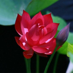 5 Seeds Of Mix Lotus Seeds - Indoor Rare Lotus Flower Seeds