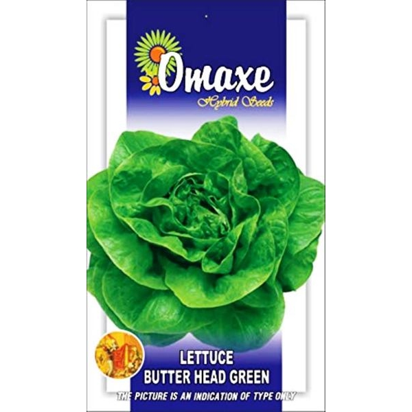 Lettuce Seeds 20 Plus - Imported Butter Head Green Exotic Seeds Kitchen Garden Packet - Image 2