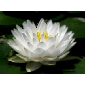 5 Seeds Of Mix Lotus Seeds - Indoor Rare Lotus Flower Seeds White 100 Petals For All Round Happiness