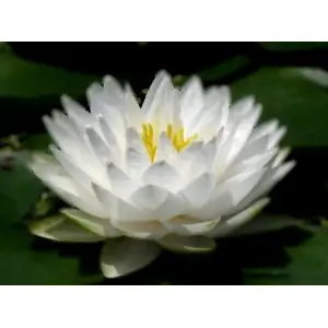 5 Seeds Of Mix Lotus Seeds - Indoor Rare Lotus Flower Seeds White 100 Petals For All Round Happiness