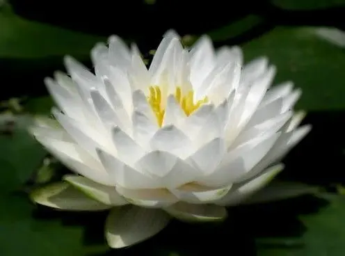 5 Seeds Of Mix Lotus Seeds - Indoor Rare Lotus Flower Seeds White 100 Petals For All Round Happiness