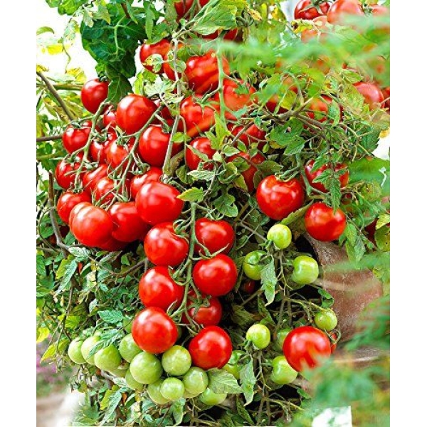 Sweetie Cherry Tomato Seeds 40 Seeds - Image 4