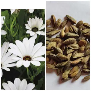Dimorphotheca Flower Seeds 20 Plus Loose Pack Seed - Seeds |