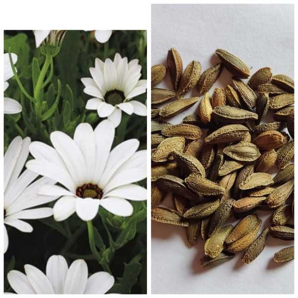 Dimorphotheca Flower Seeds 20 Plus Loose Pack Seed - Seeds | - Kinaun ...