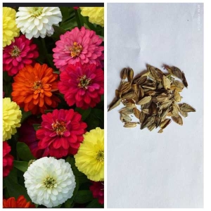 Loose Flower Seeds - California Giants Zinnia Seed 20 Plus Seeds Loose Pack