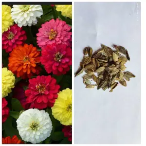 Loose Flower Seeds - California Giants Zinnia Seed 20 Plus Seeds Loose Pack