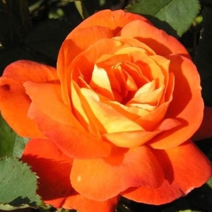 Mixed 10 Types Of Rose Seeds Total 50 Seeds