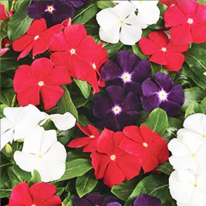 Vinca F1 Nana Mixed Color Flowering Seeds - Excellent Quality Selected Flower Seeds
