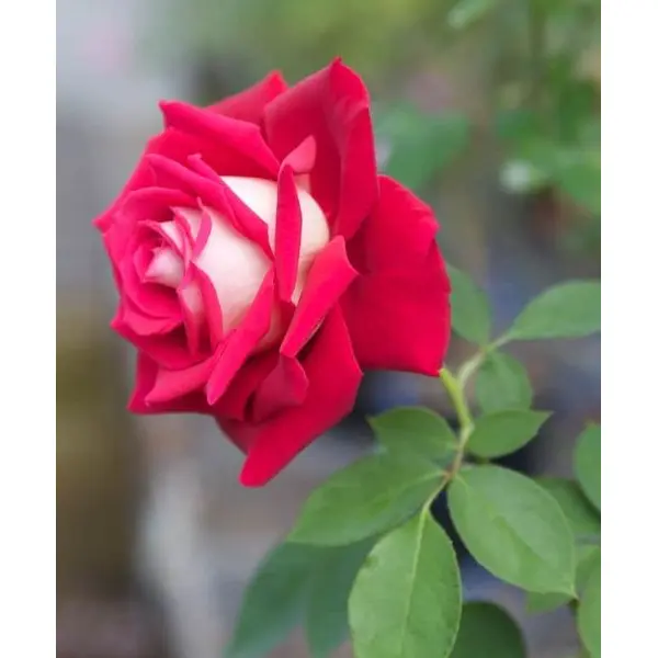 5 Seeds Of Loken Red Rose Seeds With Golden Bu. Packing - Seeds | - Image 3