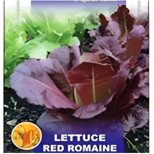 Lettuce Seeds Imported Romaine Red Exotic 100 Plus Seeds