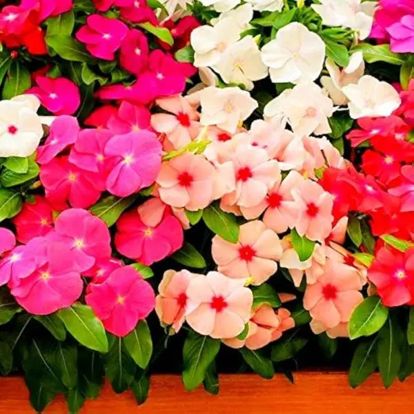 Pack Of Vinca Flower Seeds Mixed 20+ Loose Packed Seed - Image 3
