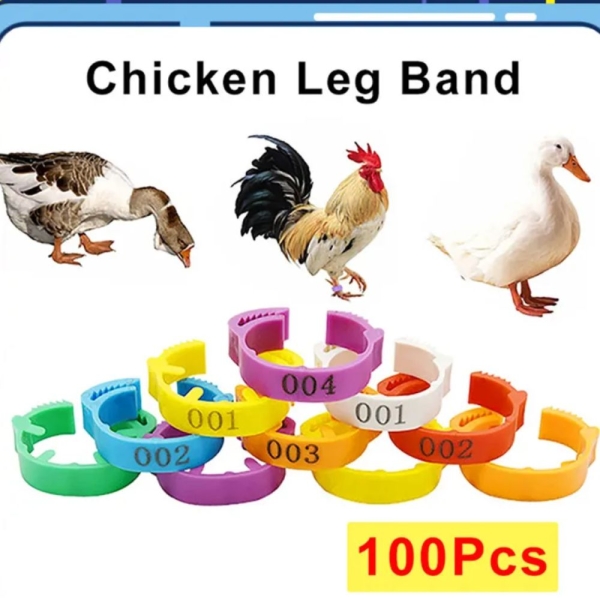 Chicken/Bird Leg Band - Image 2