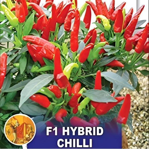 Chilli Seeds - Chilli Pepper F1 Thai Skyline Vegetable seeds Pack 20 Plus Loose Seeds - Image 3