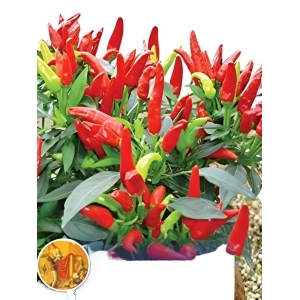 Chilli Seeds - Chilli Pepper F1 Thai Skyline Vegetable seeds Pack 20 Plus Loose Seeds