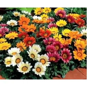 Gazania Sun Shine Mix 20 Seeds For Garden And Balcony