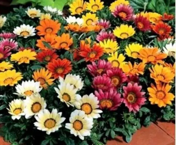 Gazania Sun Shine Mix 20 Seeds For Garden And Balcony