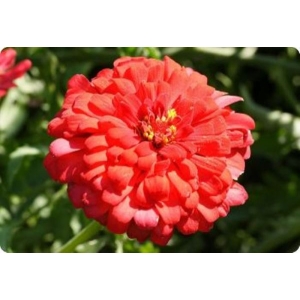 Classic Zinnia Elegans Flower 20 Seeds, Balcony Easy To Grow - Seeds |