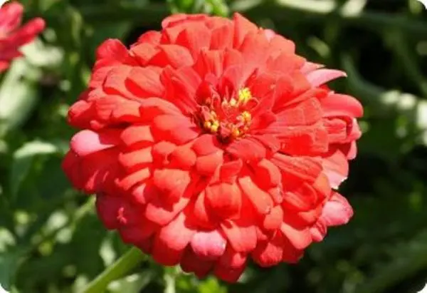 Classic Zinnia Elegans Flower 20 Seeds, Balcony Easy To Grow - Seeds |