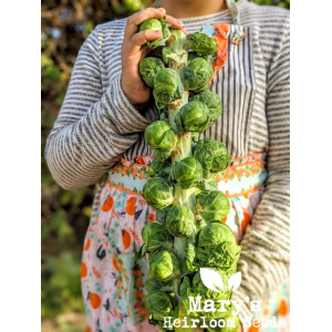 1 Packet Vegetable Seeds - Brussel Sprouts Seeds 20+ Plus Vegetable Seeds