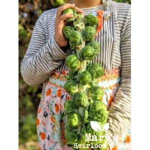 1 Packet Vegetable Seeds - Brussel Sprouts Seeds 20+ Plus Vegetable Seeds