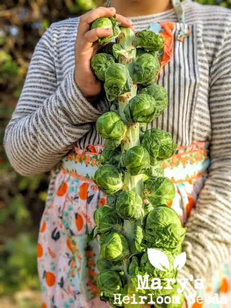 1 Packet Vegetable Seeds - Brussel Sprouts Seeds 20+ Plus Vegetable Seeds