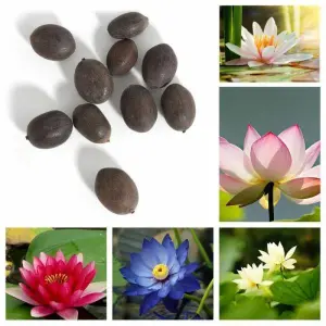 10 Seeds Of Mix Lotus Seeds - Indoor Lotus Flower Seeds