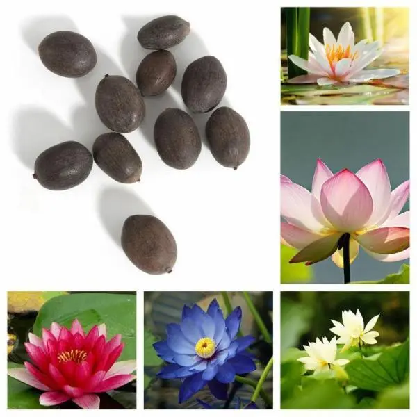 5 Seeds Of Mix Lotus Seeds - Indoor Rare Lotus Flower Seeds White 100 Petals For All Round Happiness - Image 2