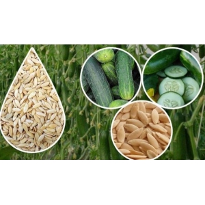 Bhaktapur Ko Local Cucumber Seeds -  100 Gardening Seeds (Very Easy To Grow Guarantee)