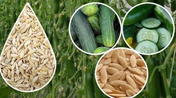 Bhaktapur Ko Local Cucumber Seeds - 100 Gardening Seeds (Very Easy To Grow Guarantee)