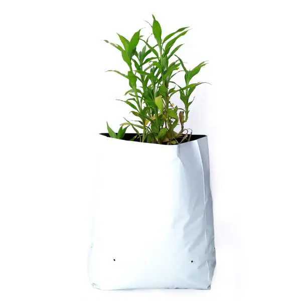 Grow Bag Small (10 pc) - Image 4