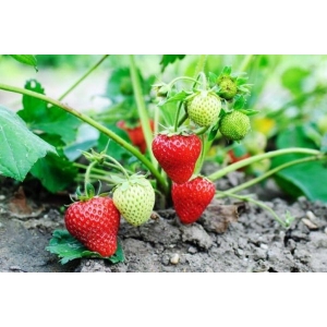 20+ Loose packed Chandler Strawberries Seed