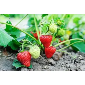 20+ Loose packed Chandler Strawberries Seed