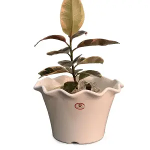 11 Inch Flower Pot / Planter For Indoor Outdoor Garden