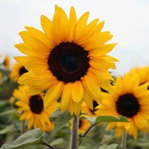 20 Sunflower Seeds Flower Seeds For Rainy Season - Garden And Balcony Flower Seeds Pack