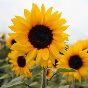 20 Sunflower Seeds Flower Seeds For Rainy Season - Garden And Balcony Flower Seeds Pack
