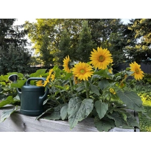 Minature Sunflower 20 Seeds For Garden And Balcony. - Seeds
