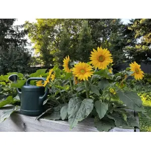 Minature Sunflower 20 Seeds For Garden And Balcony. - Seeds