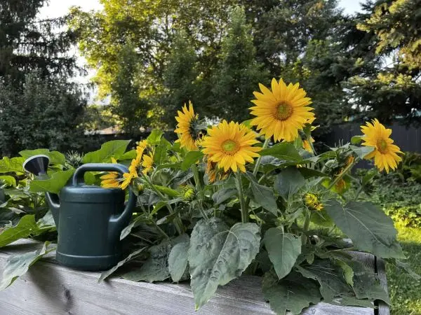 Minature Sunflower 20 Seeds For Garden And Balcony. - Seeds