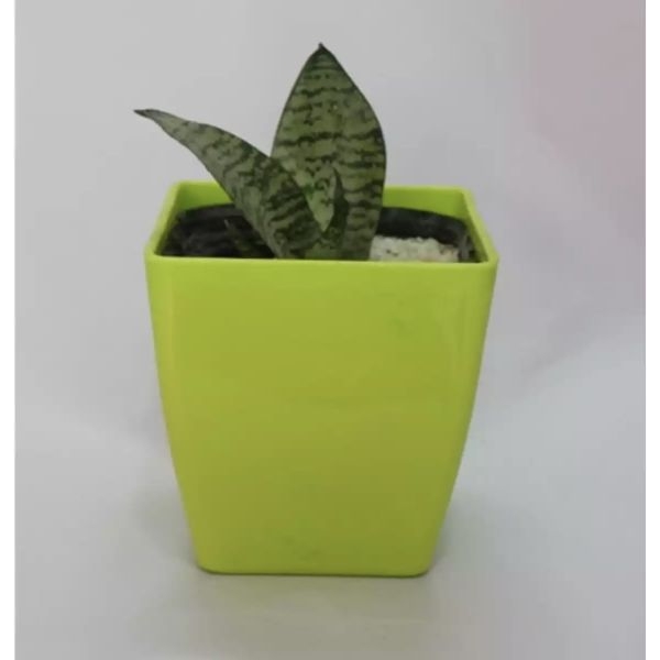 5 Inch Multicolour Blossom Pot / Square Plant Pot / Planter For Decoration of Home Office Desk Garden - 5 inch Indoor Outdoor Flower Pot - Image 2