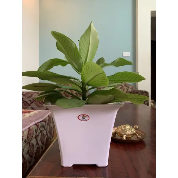 6.5 Inch Gardens Need 100% Virgin Plastic Orient Pot - Image 2
