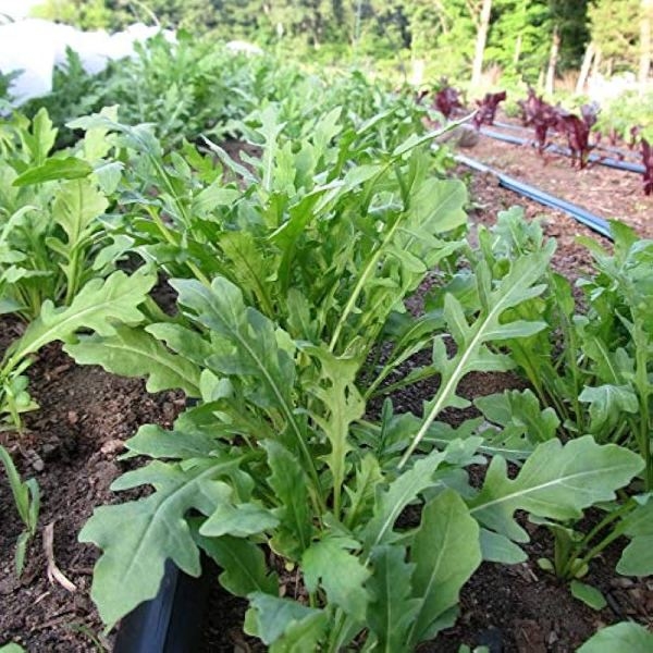 Omaxe Seeds Rocket Seeds /Arugula/Rucola Leaves Herb Herb Seeds Kitchen Garden Packet - Image 2
