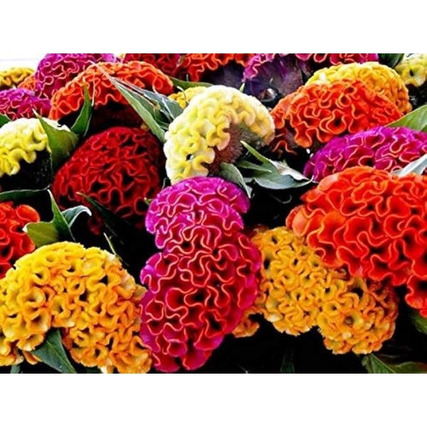 Cock's comb 20 Seeds - Flower Seeds Balcony Pot Flower Plant Seeds (Gardening Seeds 20) - Image 4