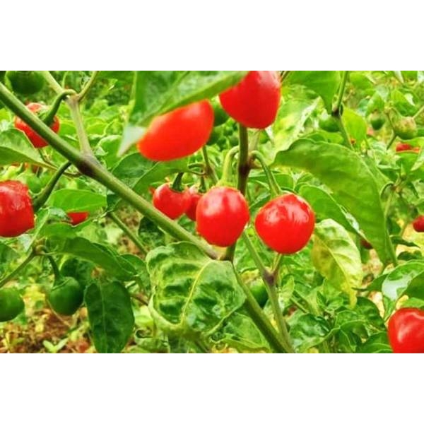 Akabare Khursani Seeds ( अकबरे खुर्सानी Biu ) - 20+ Seed Loose Packed - Image 3