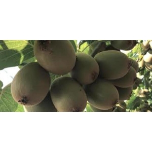 Futaba Kiwi Fruit Seeds 100 Plus Seeds For Home Garden, Kitchen Garden, Balcony and Kausi Kheti