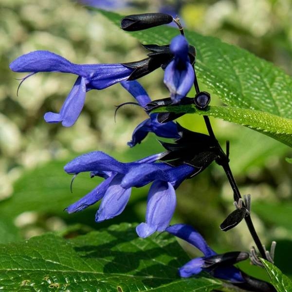 20+ seed Of Salvia 'Black & Blue' plants Flower Seeds, Top Rare Flower - Image 3